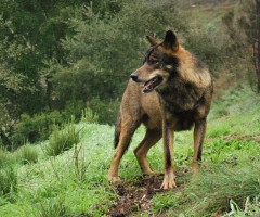 Un equipo actualizará la información poblacional del lobo ibérico en Andalucía